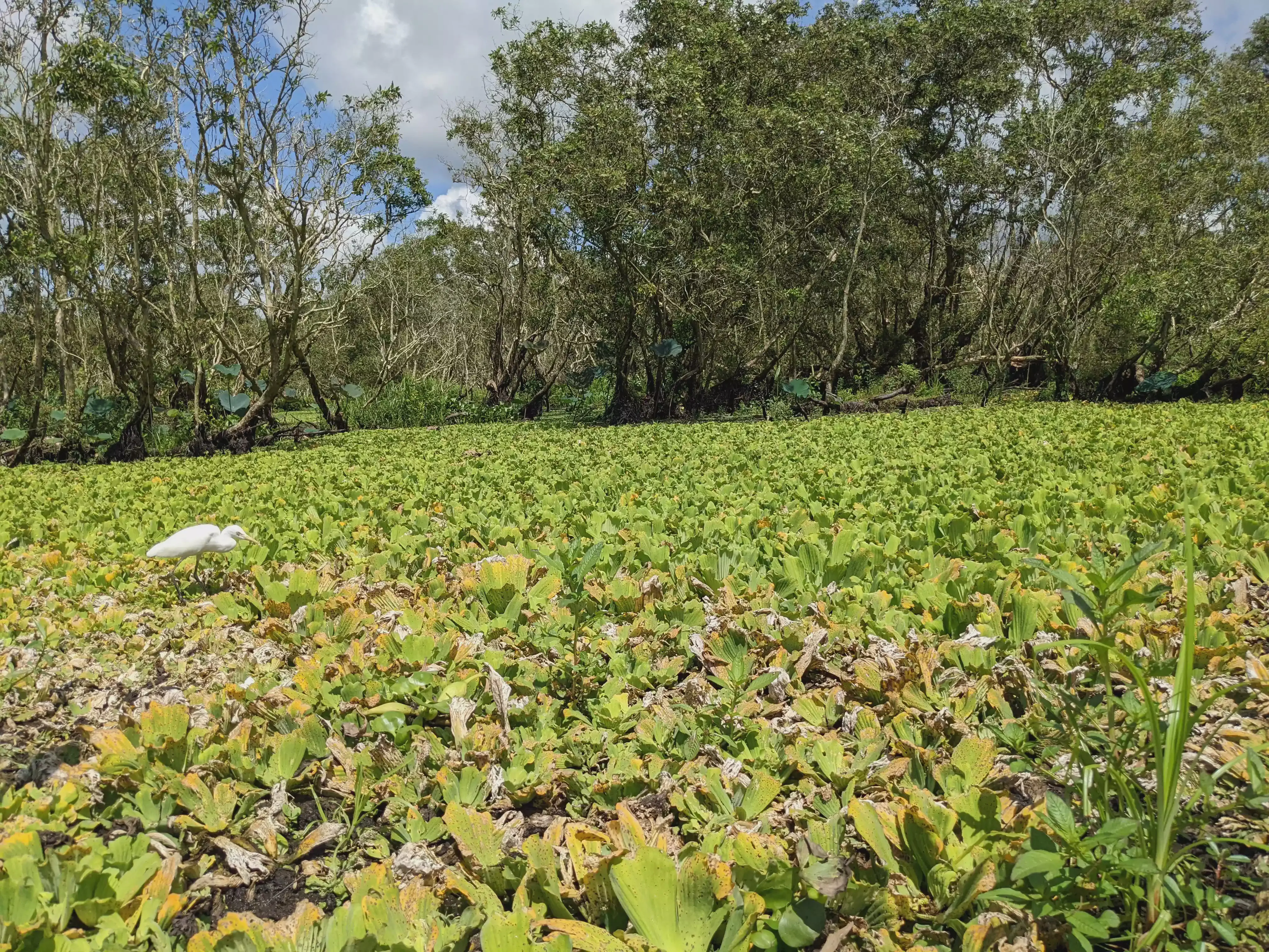 /images/post/asie/asie-sud-est/01-vietnam/10-chau-doc/forest/chau_doc_19a.webp