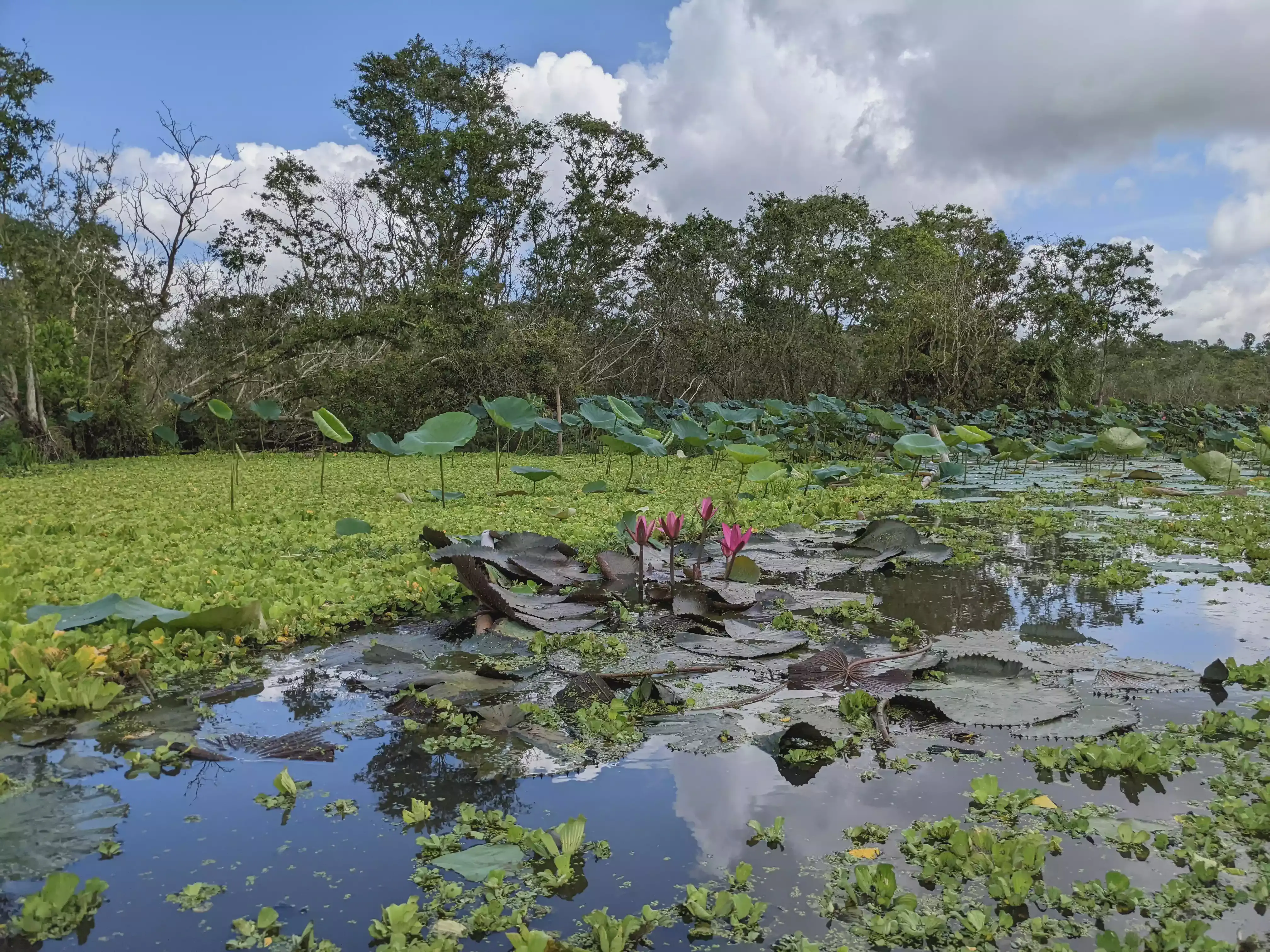 /images/post/asie/asie-sud-est/01-vietnam/10-chau-doc/forest/chau_doc_23.webp