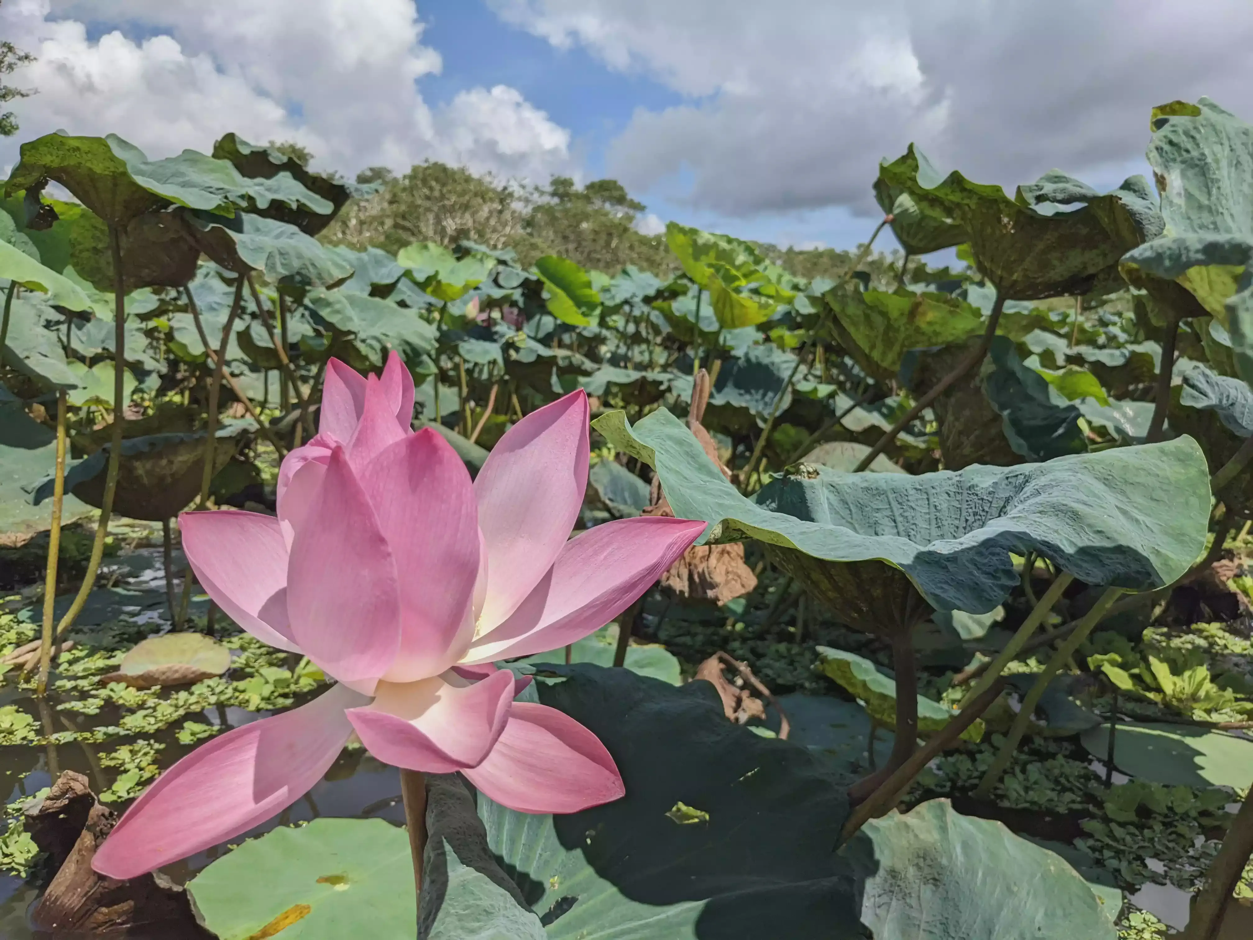 /images/post/asie/asie-sud-est/01-vietnam/10-chau-doc/forest/chau_doc_24.webp