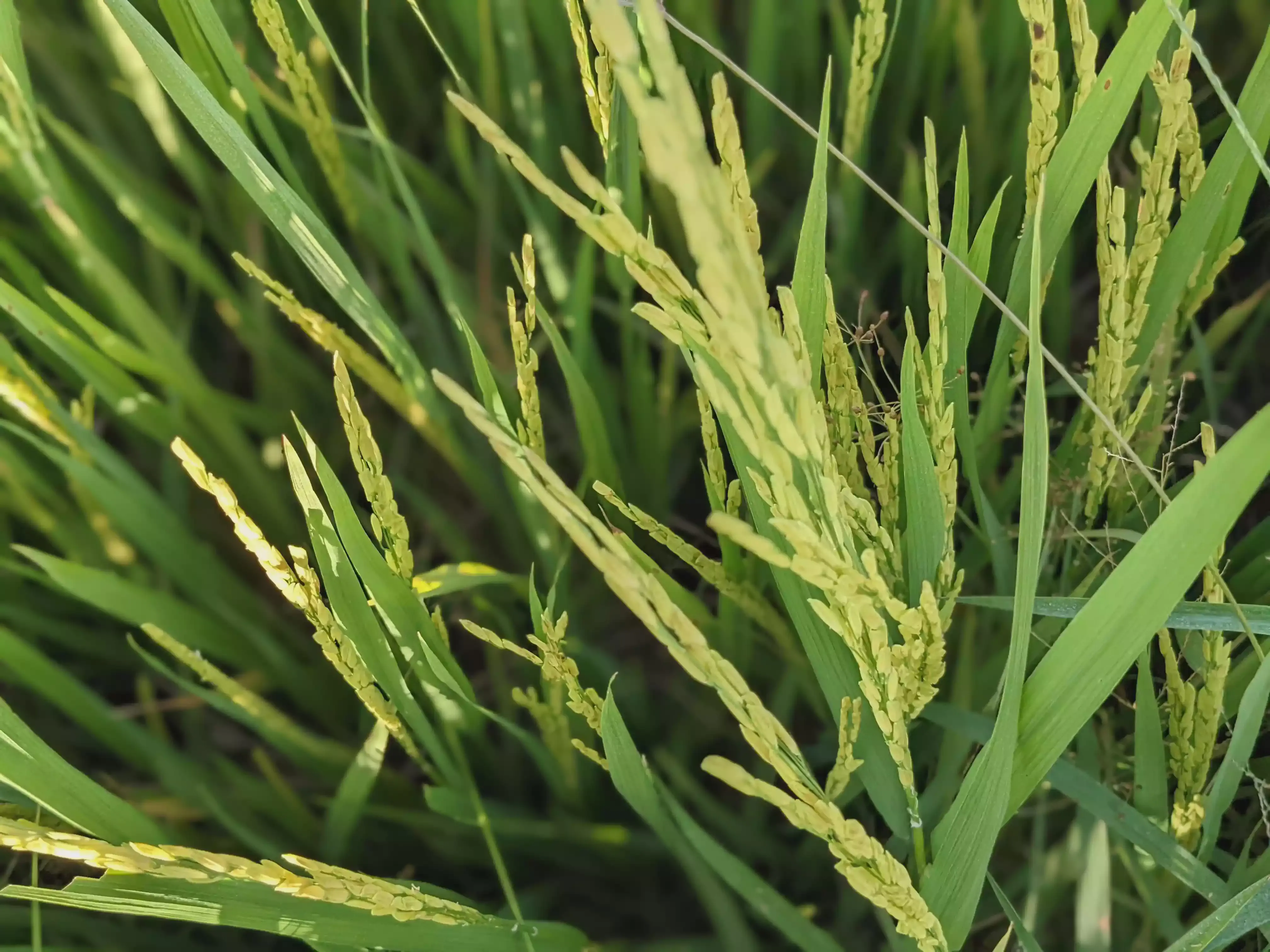 /images/post/asie/asie-sud-est/01-vietnam/10-chau-doc/rice-field-1/chau_doc_12.webp