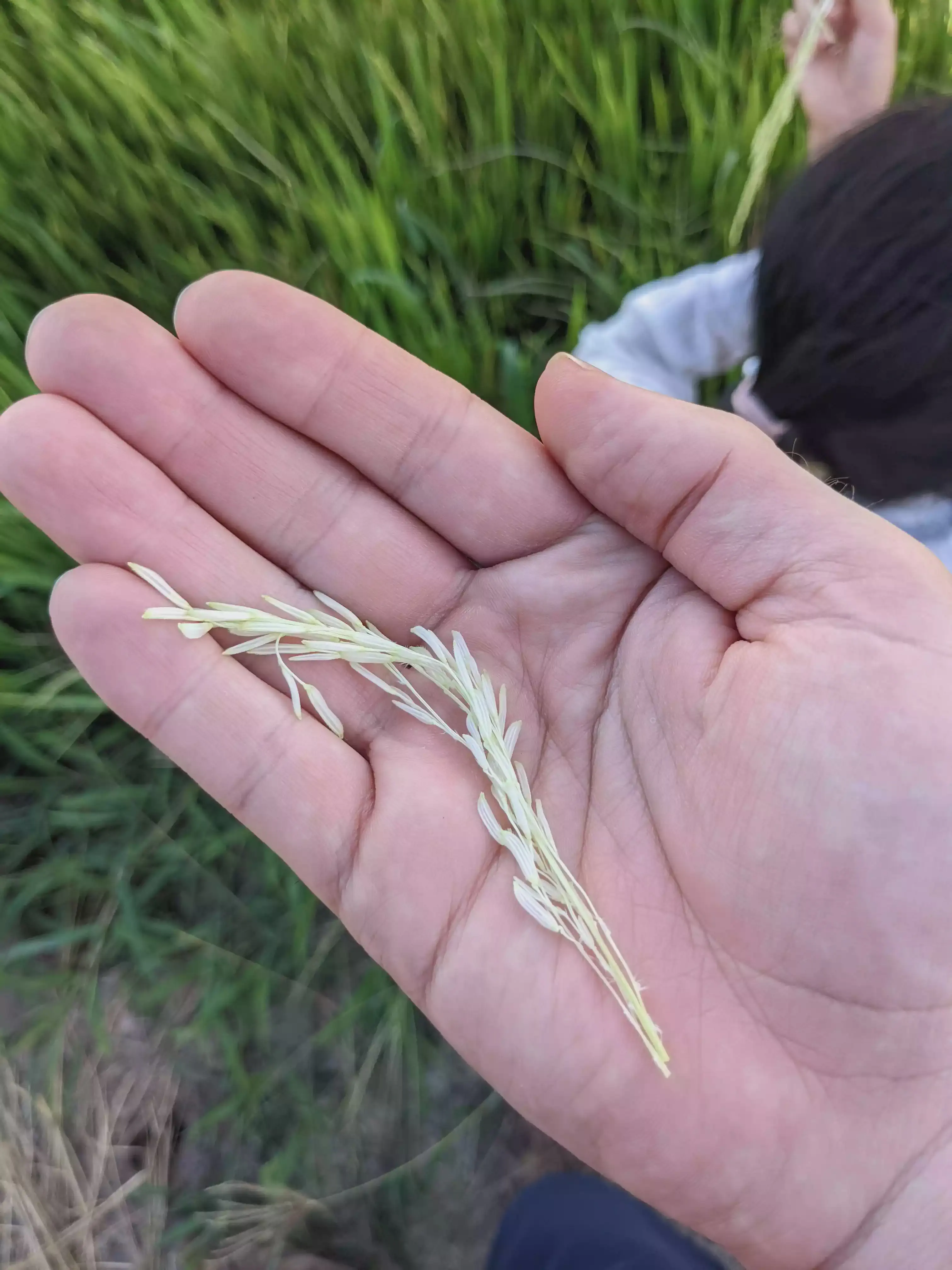 /images/post/asie/asie-sud-est/01-vietnam/10-chau-doc/rice-field-2/chau_doc_14a.webp